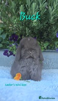 Mini Lop rabbits Beautiful mini lops girls and boys - Advert 9