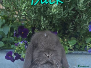 Mini Lop rabbits Beautiful mini lops girls and boys - Advert 1