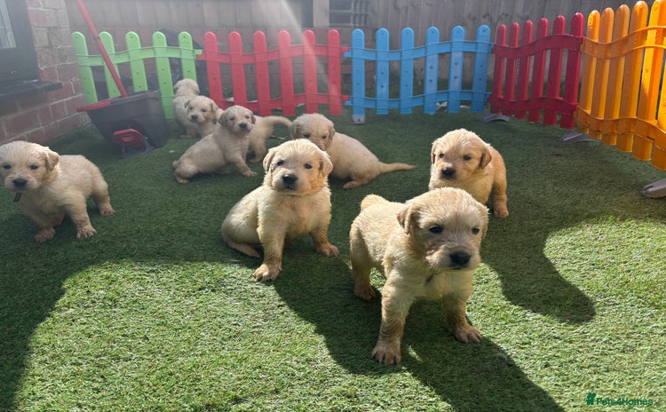 Golden Retriever dogs - Advert 7