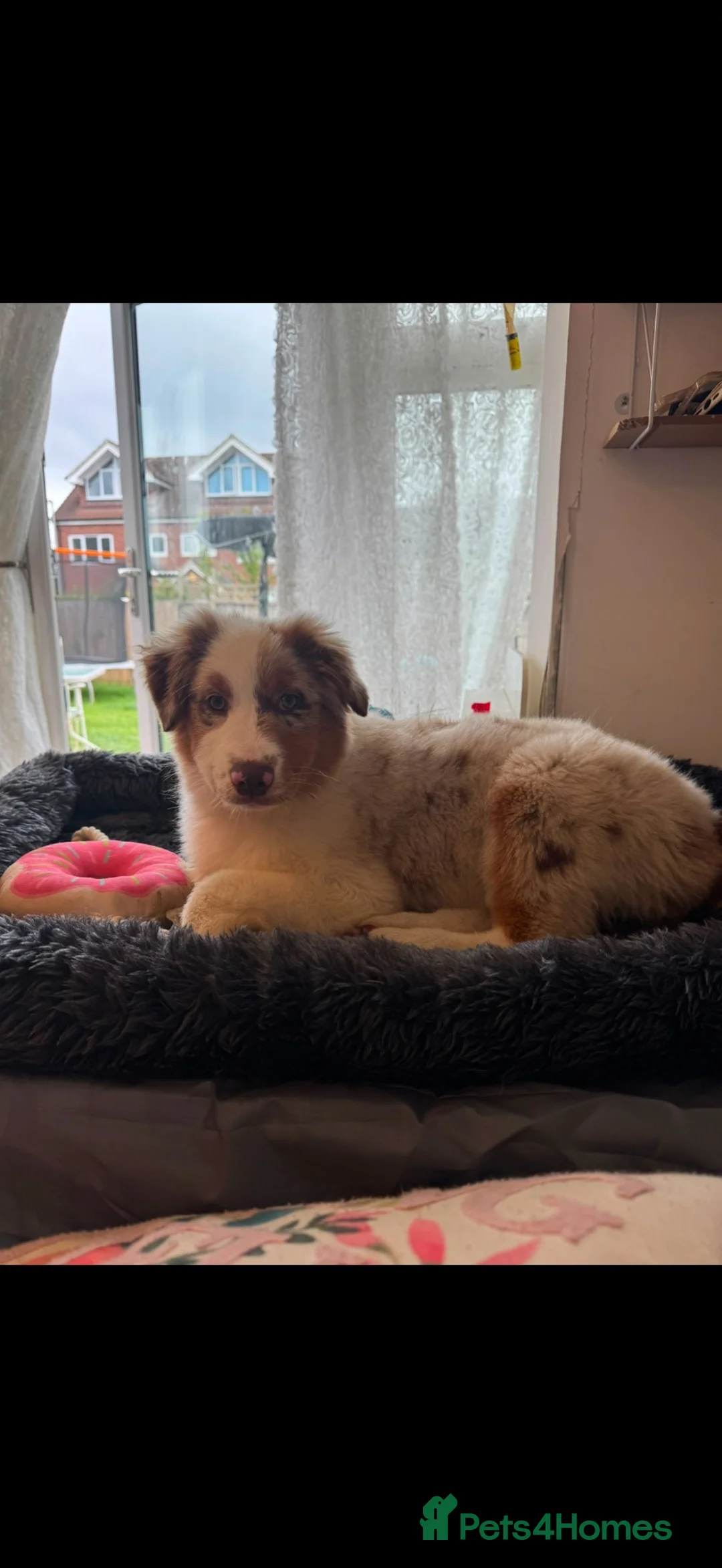 Australian Shepherd dogs for sale: Australian shepherd female red merle kc - Advert 2