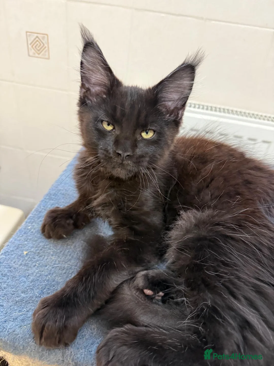 Maine Coon cats for sale: 😻1 Left  Ready Now Gorgeous Maine Coon Kitten 😻 - Advert 6