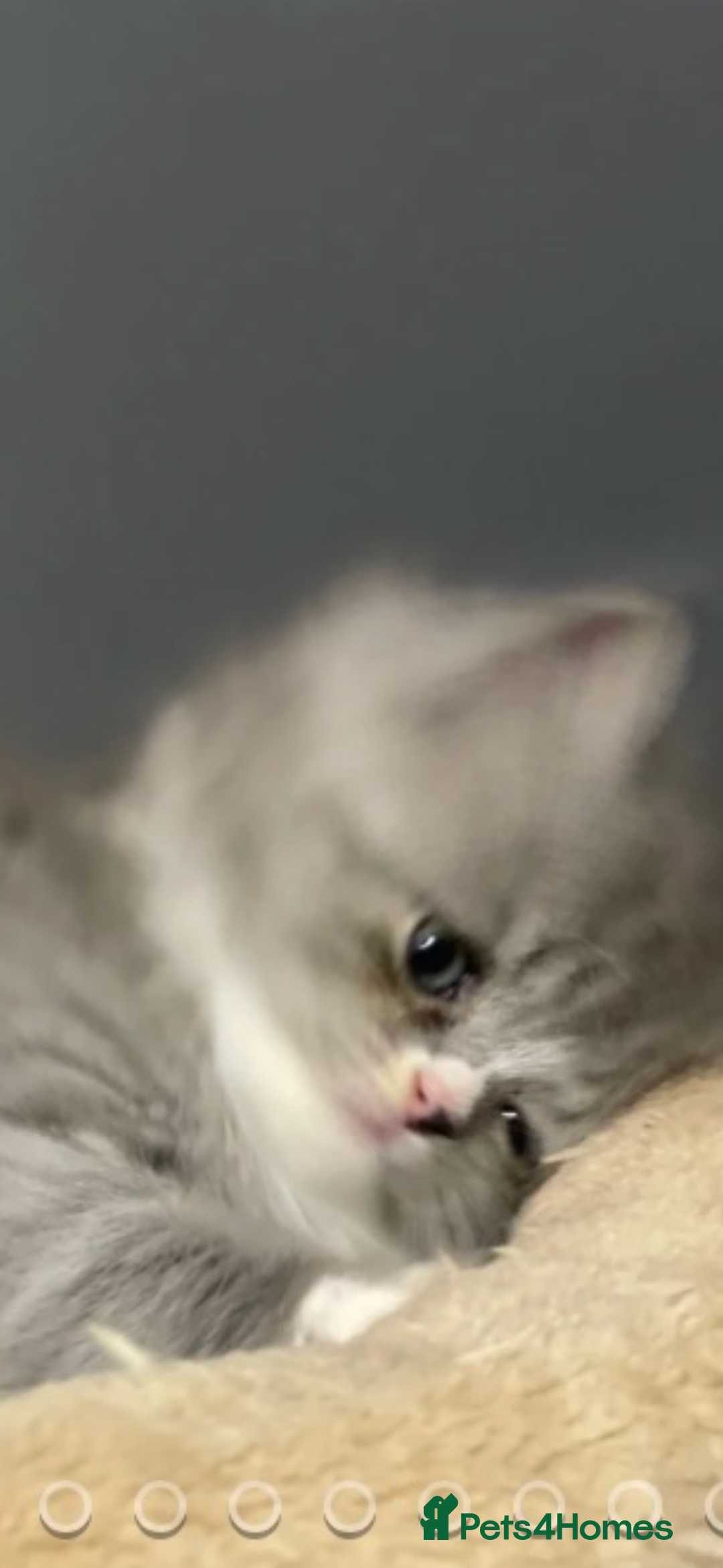 Persian cats for sale: Gorgeous Persian female  - Image 2