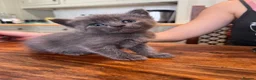 Mixed Breed cats for sale: 3 kittens looking for a new loving home  - Advert 7