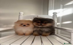Pomeranian dogs for sale: KC Registered Tiny Pomeranian Puppies - Image 3