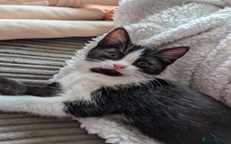 Mixed Breed cats for sale: Kittens - Image 4
