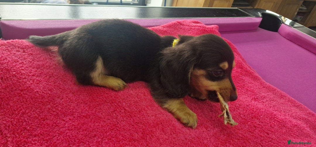 Miniature Dachshund dogs for sale: Miniature Dachshund puppies Longhaired & Smooth  - Image 31