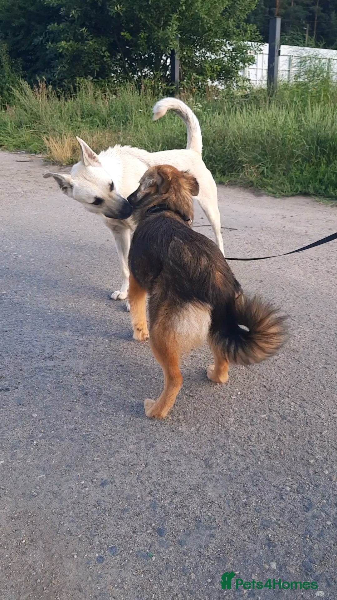 Mixed Breed dogs for adoption: 💖🐶 LINA 🐶💖 - Image 6