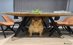 Labrador Retriever dogs for sale: My Boy Lenny - Labrador  - Image 26