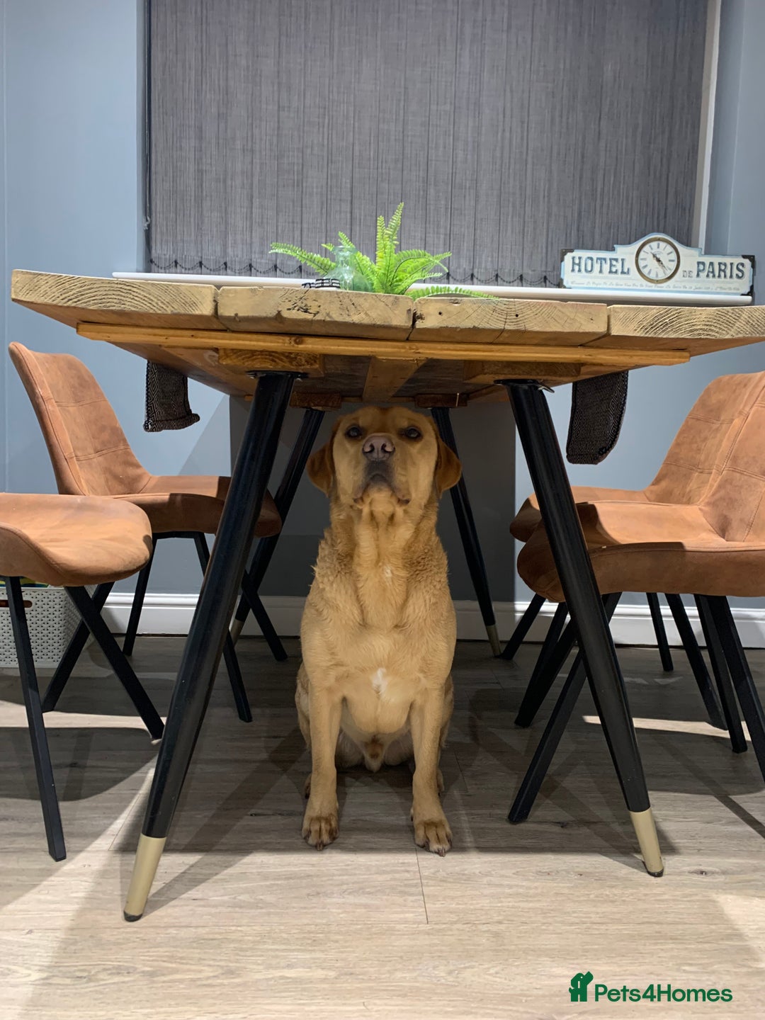 Labrador Retriever dogs for sale: My Boy Lenny - Labrador  - Image 26
