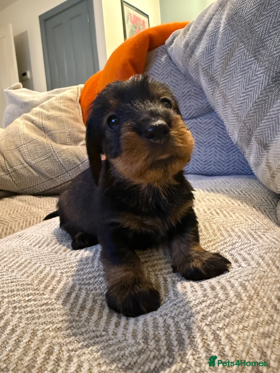 Dachshund dogs for sale: STANDARD WIREHAIRED DACHSHUND PUPPY  in Shrewsbury - Advert 1