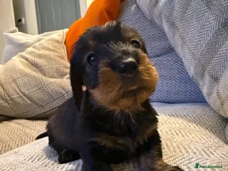 Dachshund dogs STANDARD WIREHAIRED DACHSHUND PUPPY - Advert 2