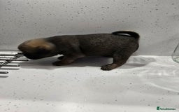 Pug dogs for sale: 3 pug puppies  - Image 7