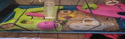 Hamster rodents for sale: Syrian hamster  in Smethwick - Advert 3