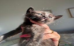 Mixed Breed cats for sale: 3 stunning unique kittens - Image 4