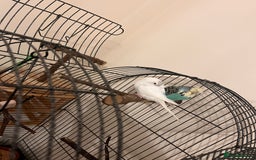 Budgerigars birds for sale: Pair of Budgies  - Advert 2