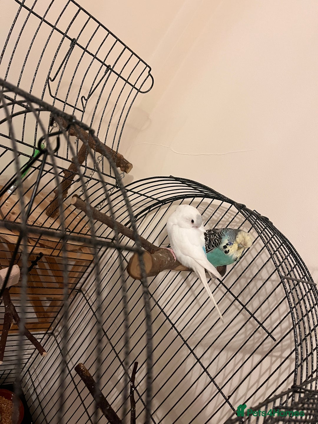 Budgerigars birds for sale: Pair of Budgies  - Advert 2