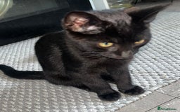 Mixed Breed cats for sale: Two fully black male kittens  - Image 4
