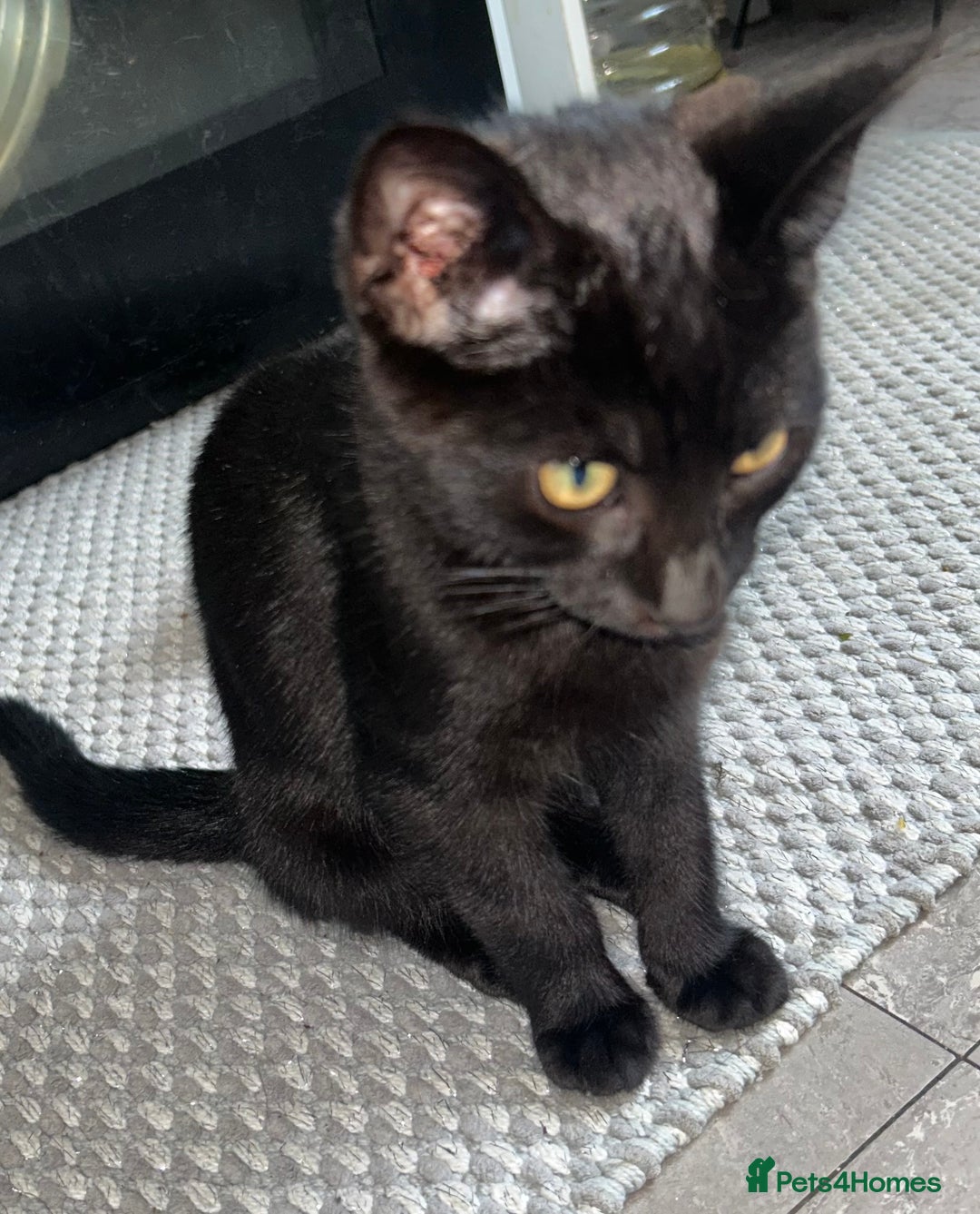 Mixed Breed cats for sale: Two fully black male kittens  - Image 4