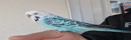 Budgerigars birds for sale: Super silly hand tamed Budgies  - Advert 7