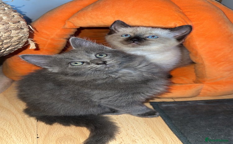 Ragdoll cats - Advert 1