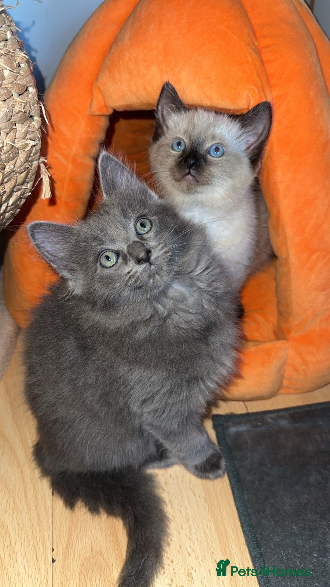 Ragdoll cats for sale: LAST 2 LEFT!!🐾Gorgeous Ragdoll x kittens   - Image 3