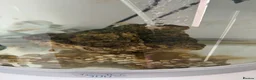 Cichlids fish for sale: Malawi mix cichlid fry in Manchester - Advert 4