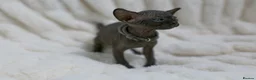 Sphynx cats for sale: Lovely Sphynx Kittens available - Advert 16
