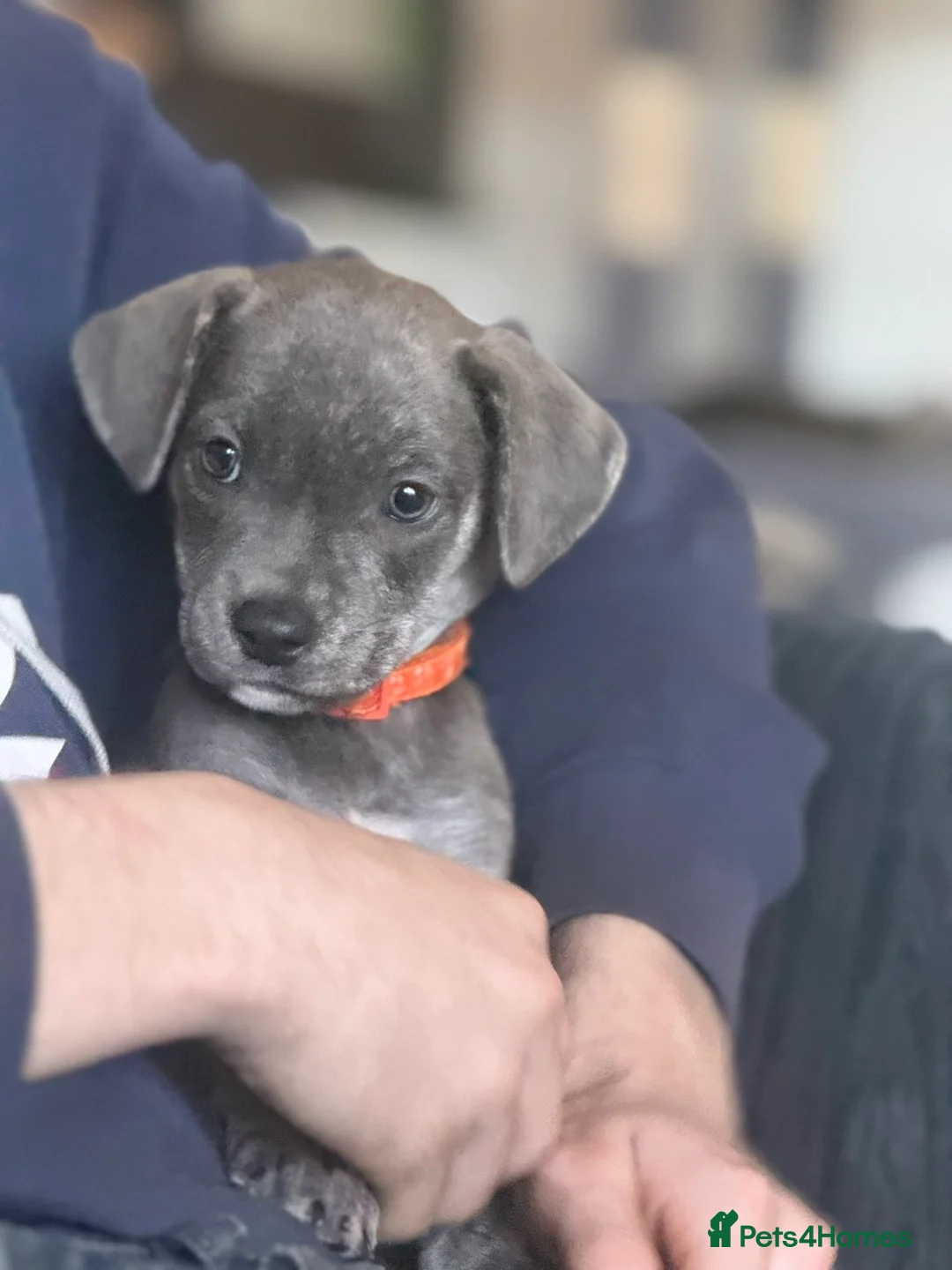 Mixed Breed dogs for sale: mixed breed cane corso.  in Faringdon - Advert 4