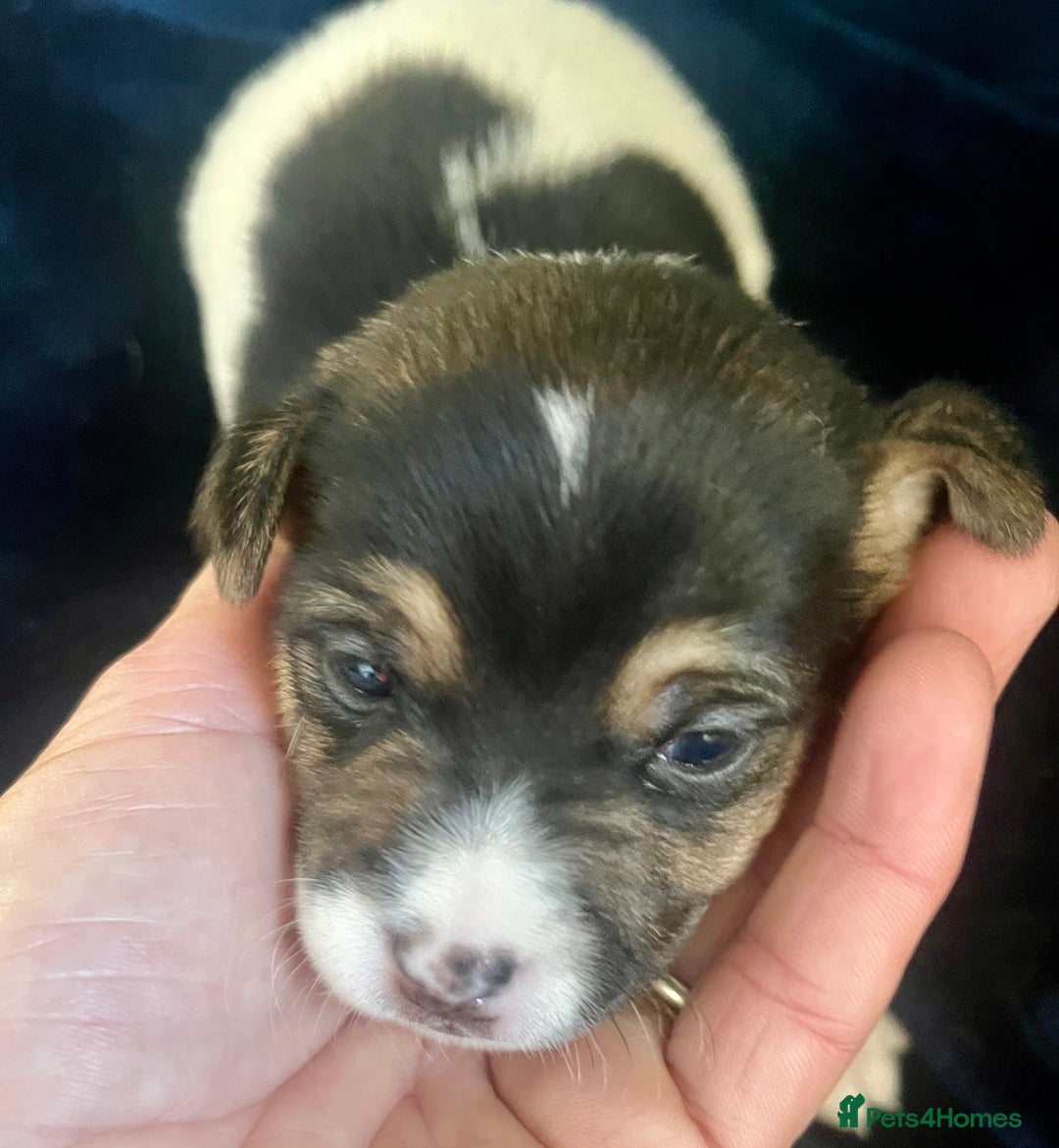 Mixed Breed dogs for sale: First litter of 7 Jack Russel puppies  - Image 7