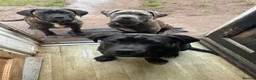 Cane Corso dogs for sale: 3 Beautiful cane corso Puppies for Sale - Advert 10