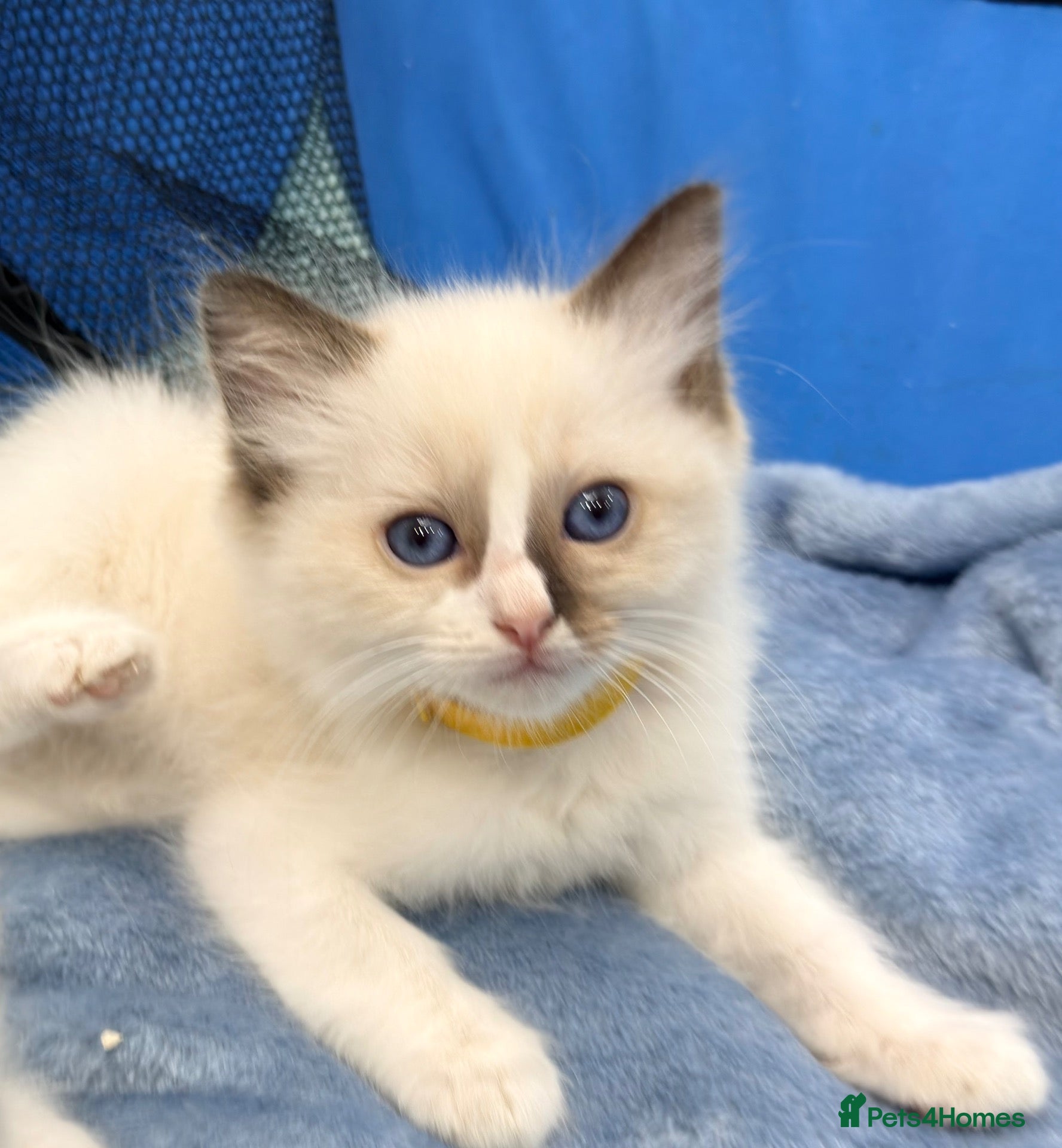 Ragdoll cats 1 male kitten left Purebred Ragdoll  - Advert 2