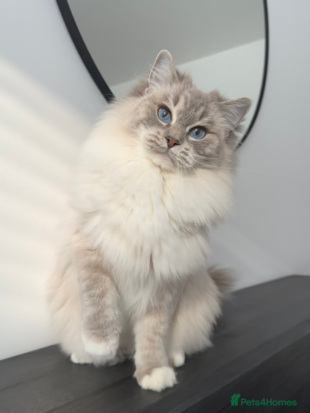 Ragdoll cats for sale: Due to Time Wasters- Stunning GCCF Boy Available - Image 5