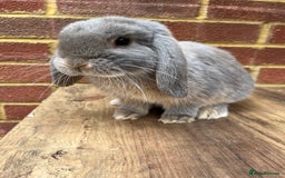 Mini Lop rabbits for sale: 5 month old male lilac otter - vaccinated - Image 4