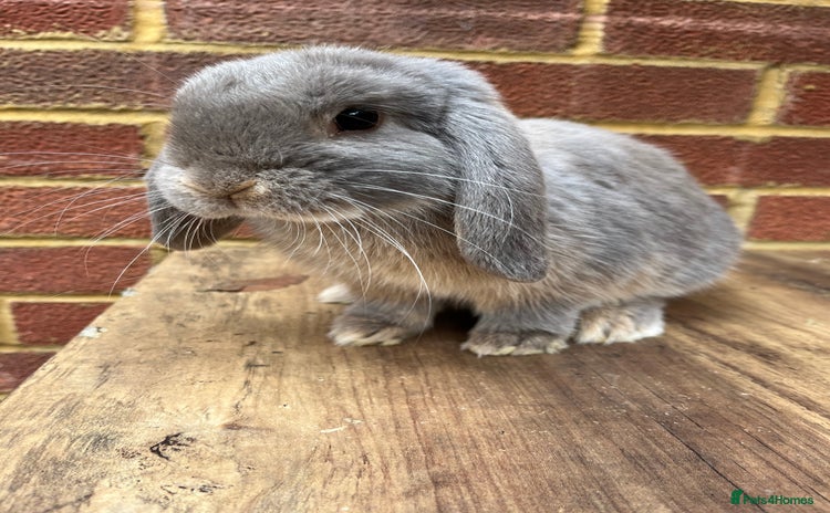 Mini Lop rabbits - Advert 12