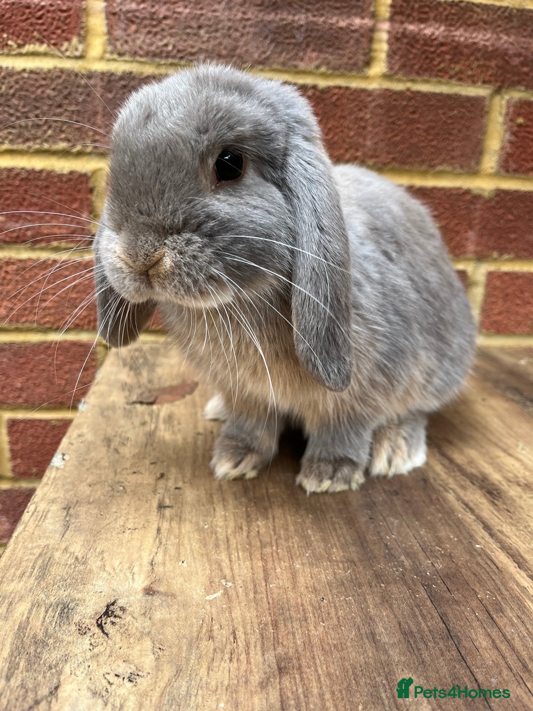 Mini Lop rabbits for sale: 5 month old male lilac otter - vaccinated - Image 4