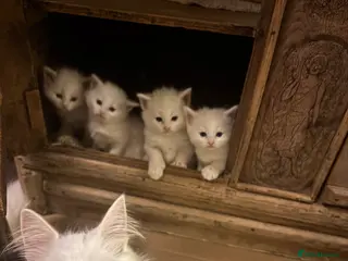 Norwegian Forest Cat cats Snow White would be proud! - Advert 1