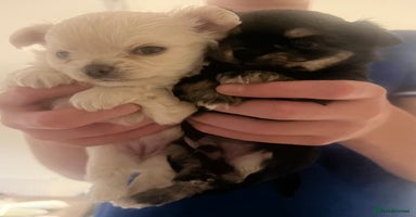 Chihuahua dogs - Advert 1