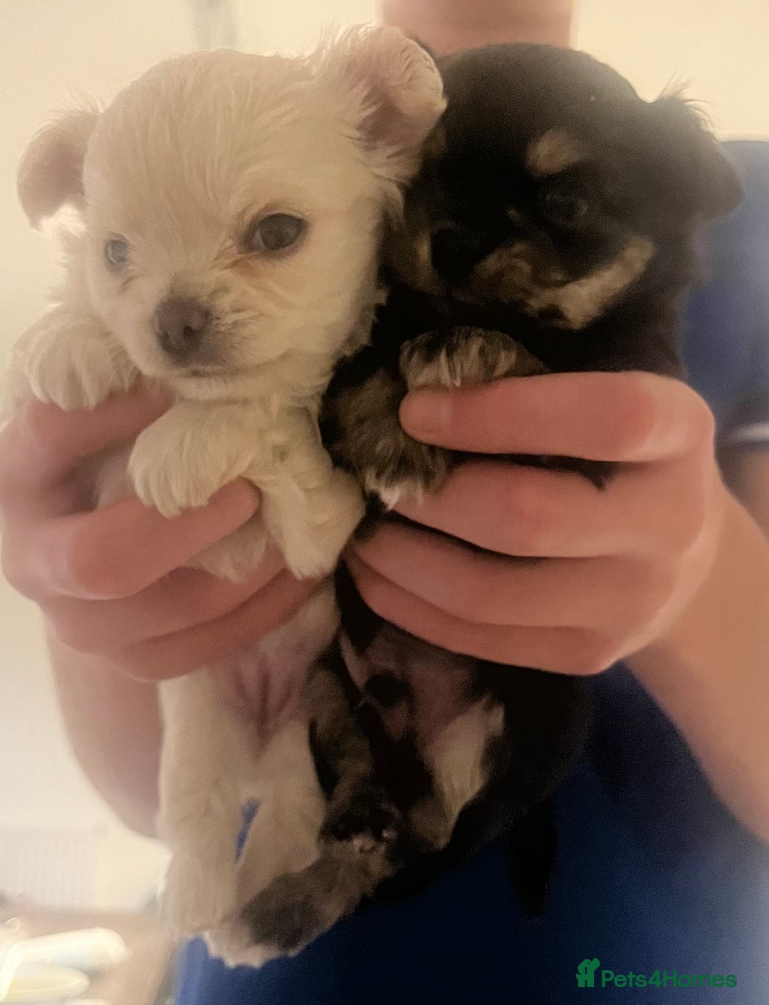 Chihuahua dogs for sale: Stunning litter of long haired Chihuahuas - Image 2