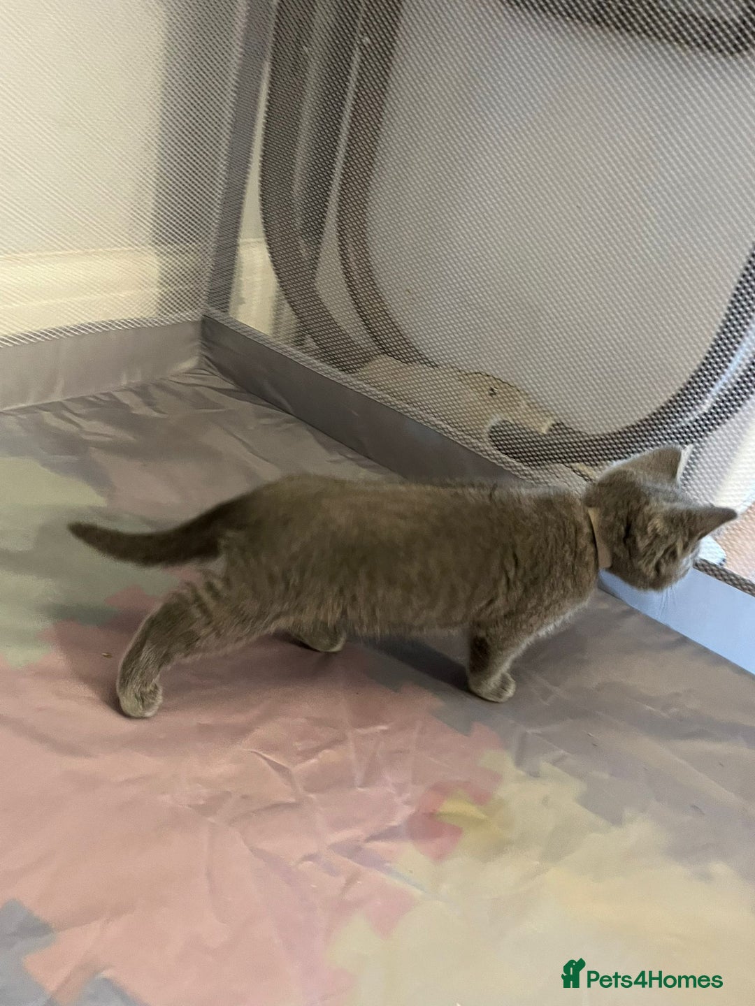 British Shorthair cats for sale: READY NOW!!Pedigree British Short Hair Kittens - Image 26