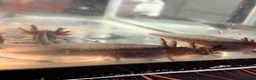 Axolotl reptiles for sale: Black Meleniod axolotls   in Caldicot - Advert 8