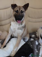 Mixed Breed dogs ❤️Lisa, cheerful 7-month-old lower-medium girl ❤️ - Advert 1