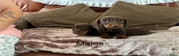 Miniature Dachshund dogs for sale: Adorable Miniature Dachshund Puppies! - Advert 4