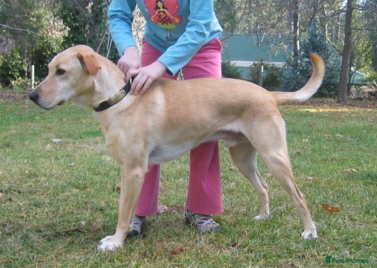 Labrador Retriever dogs ⭐️⭐️⭐️⭐️⭐️ Labrador Puppies  - Advert 6