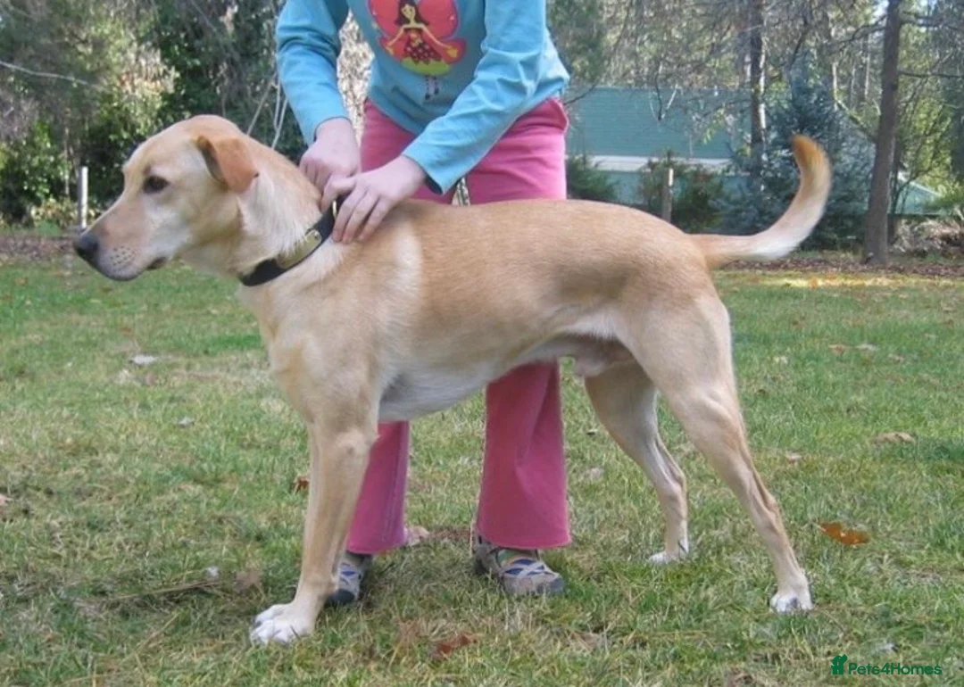 Labrador Retriever dogs for sale: ⭐️⭐️⭐️⭐️⭐️ Labrador Puppies  in Ingatestone - Advert 1