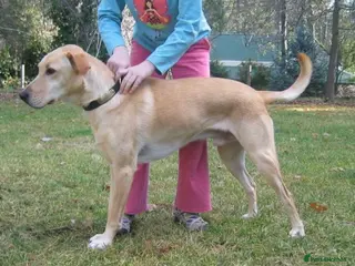 Labrador Retriever dogs ⭐️⭐️⭐️⭐️⭐️ Labrador Puppies - Advert 11