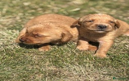 Goldador dogs for sale: Fox red goldador puppies ❤️ - Image 2