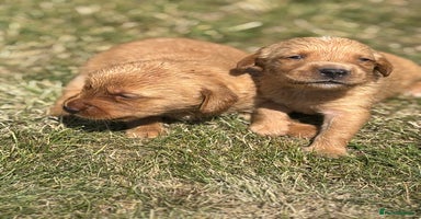 Goldador dogs - Advert 1