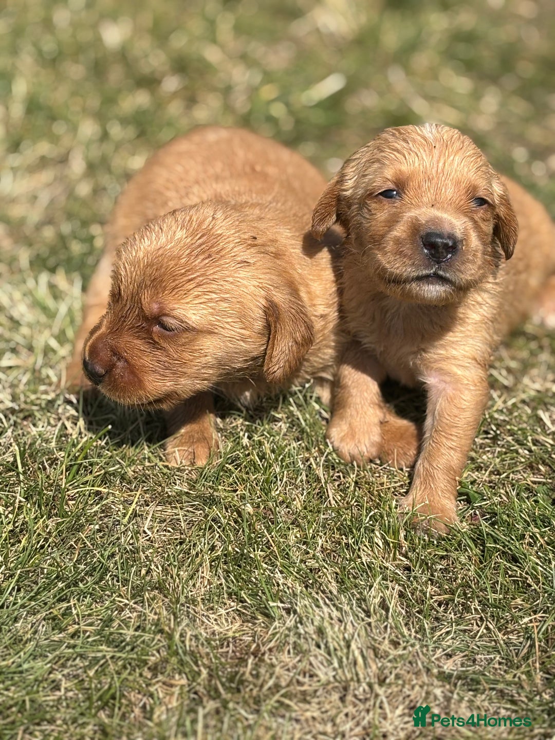 Goldador dogs for sale: Fox red goldador puppies ❤️ - Image 2