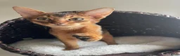 Abyssinian cats for sale: Abyssinian Kitten Boy and girl Tica Show Quality  - Advert 23