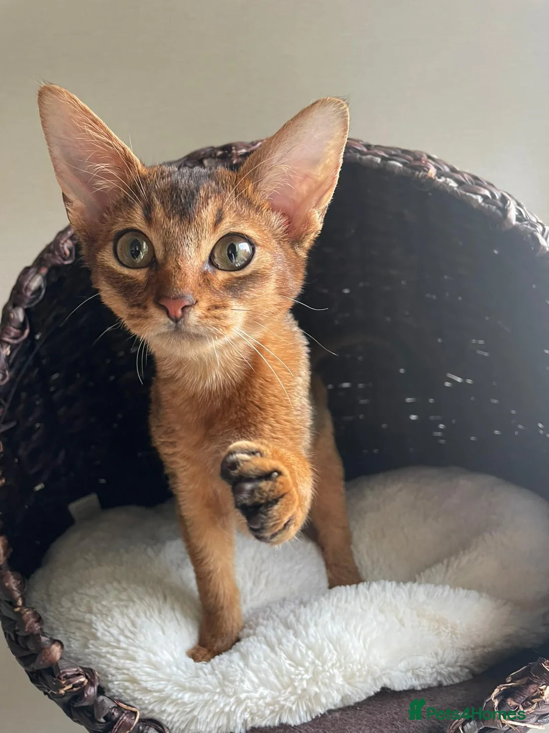 Abyssinian cats for sale: Abyssinian Kitten Boy and girl Tica Show Quality  - Advert 23